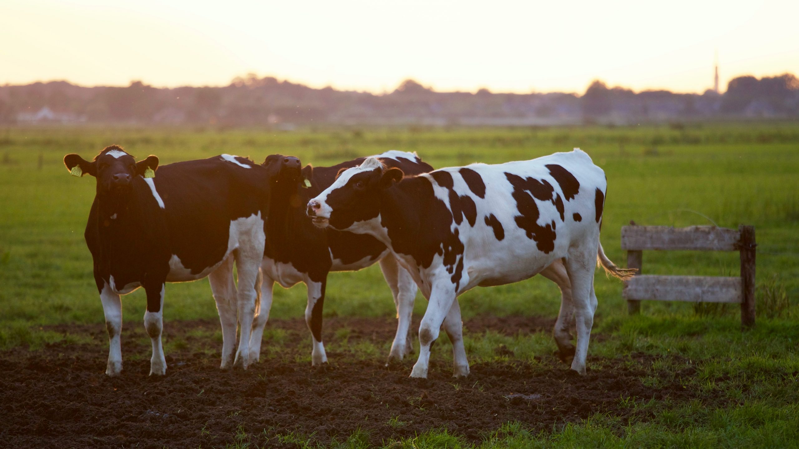 Livestock Farming