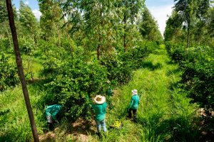 Three farmers harvesting fruit among dense green trees in an agroforestry field.