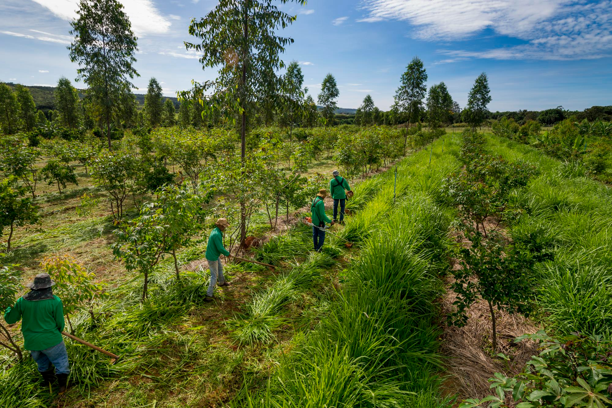 Group of workers maintaining grassy rows between trees on a sunny plantation.