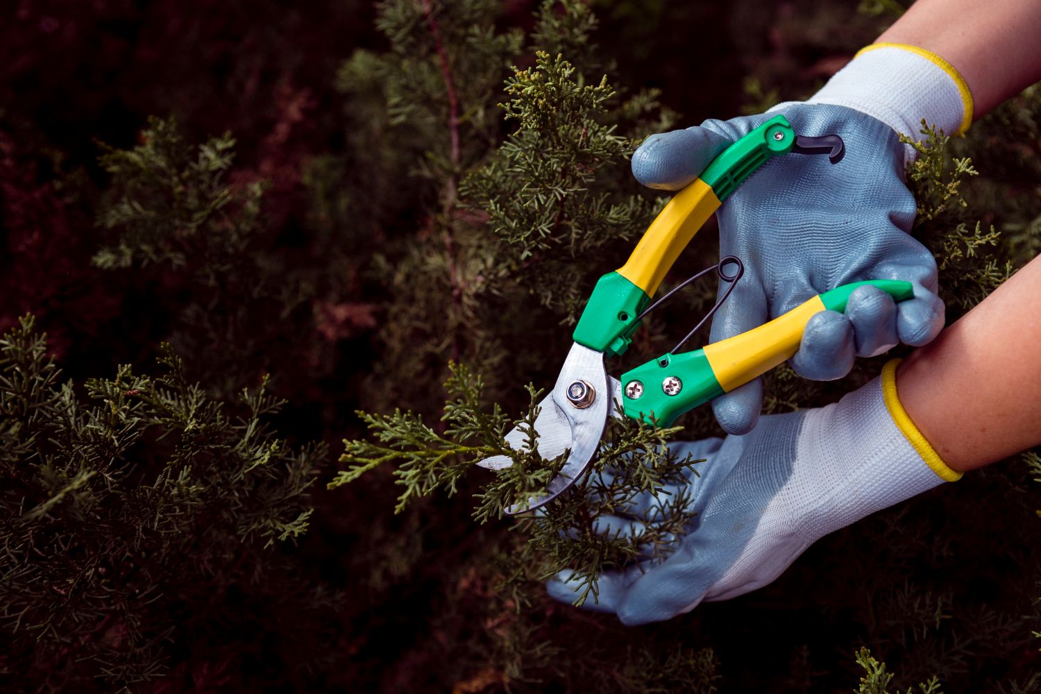Gardener trimming evergreen shrub with pruning shears and protective gloves.