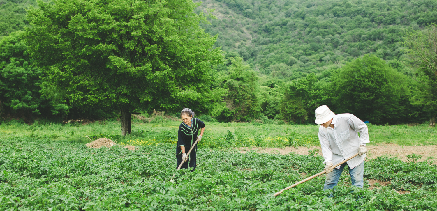 Elderly woman and man cultivating crops with hoes in a green rural field.