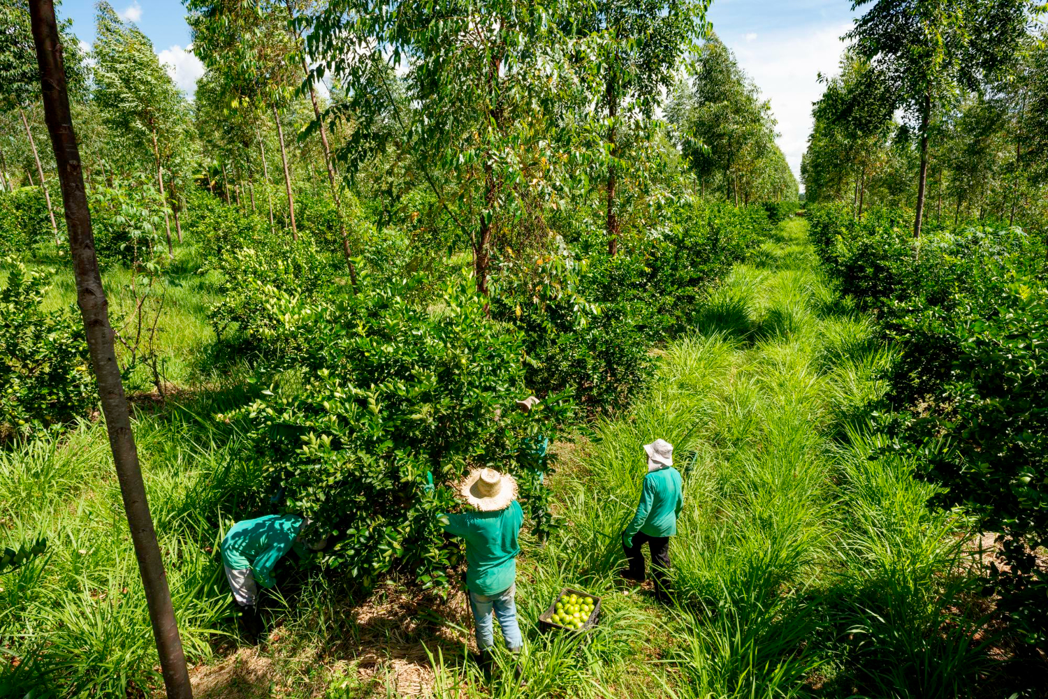 Three farmers harvesting fruit among dense green trees in an agroforestry field.
