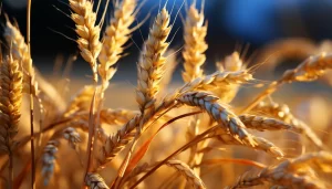 Barley crops