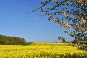 Canola crops