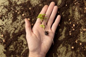 Organic Soil Amendments