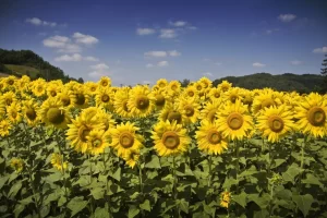Sunflowers crops