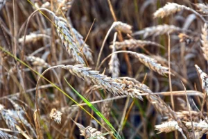 Winter Wheat crops