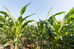 corn crops